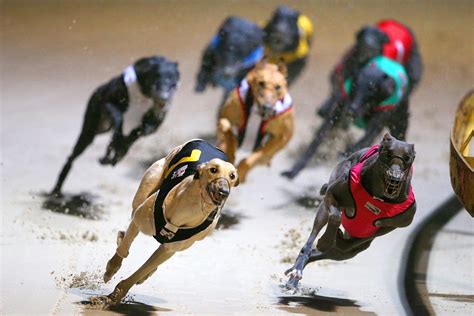 Greyhound Racing News .